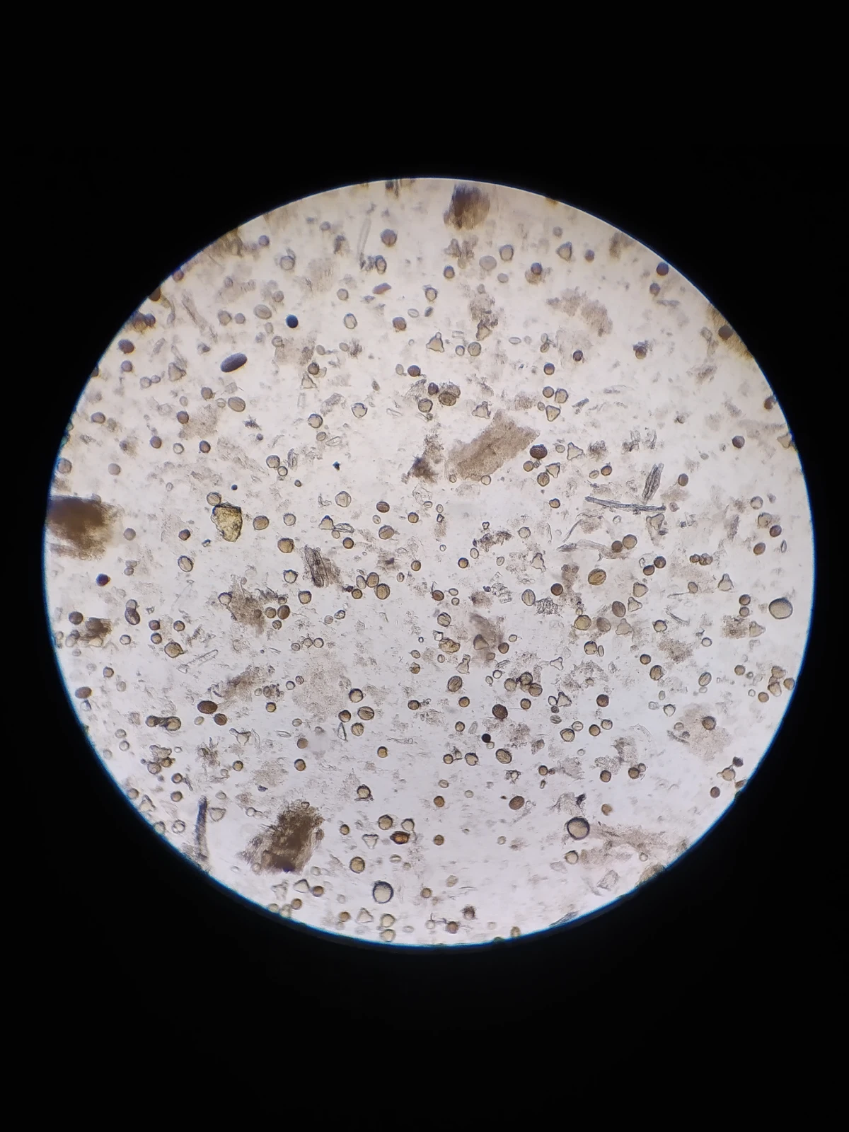 Miód Jesienny - obrazek 7