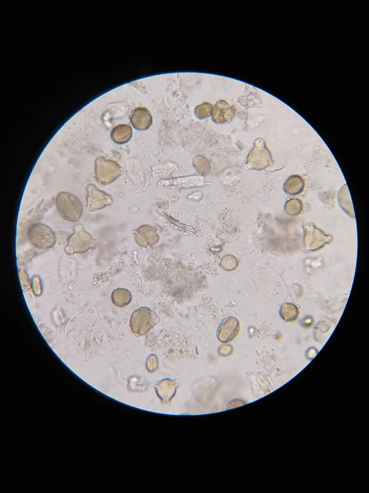 Miód Jesienny - obrazek 8