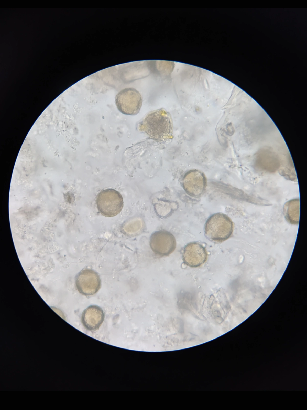 Miód Wiosenny - obrazek 4