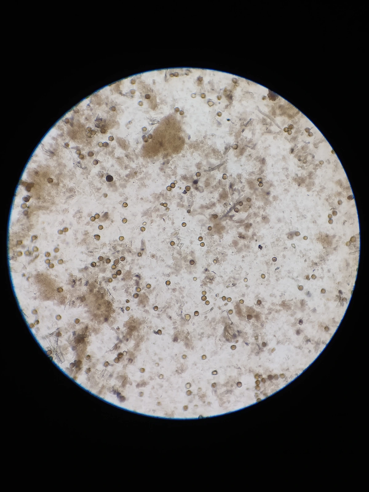 Miód Wiosenny - obrazek 3